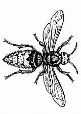 Wasp Coloring Warble Fly sketch template