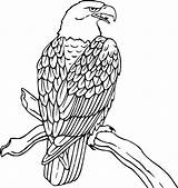 Hawk Red Tailed Coloring Pages Getcolorings Color Printable Print sketch template