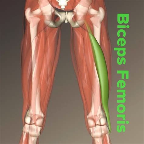 hip joint    hamstrings biceps femoris
