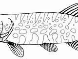 Walleye Coloring Fish Getdrawings Getcolorings Template Color sketch template