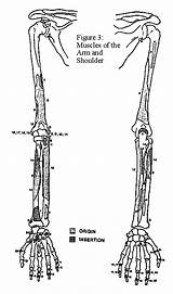 Osteogenesis Imperfecta Coloring Bones Arm Do Template sketch template
