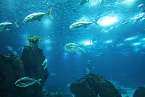 oceanario de lisboa portugals grootste aquarium   heart lisbon