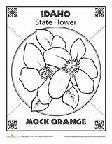 Idaho Flower History State sketch template