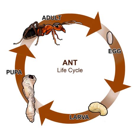 ants resources products mgk insect control solutions ants ant control ant life cycle