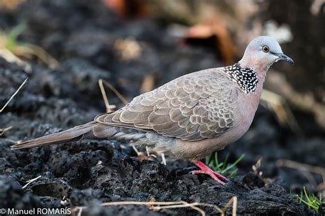 spotted dove hilo big island hawaii  manuel romaris flickr