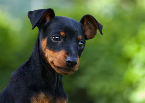 small dog breeds pictures hypoallergenic quiet friendly