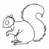 Squirrel Drawing Line Outline Clipart Squirrels Getdrawings Clip Coloring Fox Sketch Drawings Transparent Pages Paintingvalley Webstockreview sketch template