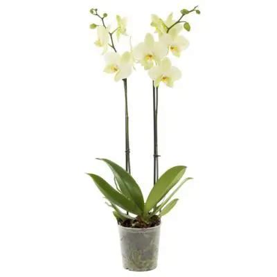 orchidee aanbiedingen supermarkt aanbiedingen orchidee