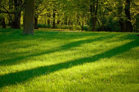 top 41 most beautiful and most dashing grass wallpapers in hd