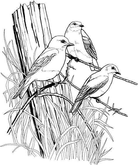 eastern bluebird coloring page  printable coloring pages  kids