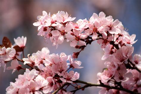 pink plum blossoms picture  photograph  public domain
