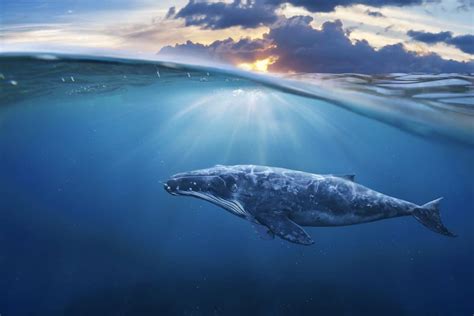 whale facts   giants   ocean factsnet