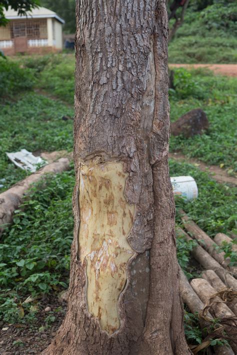 yohimbe tree bark seeds pride english