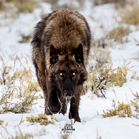 black wolf     huge terrifying black wolf    demon natureismetal