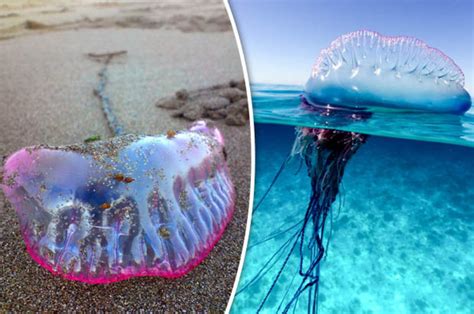 Portuguese Man Of War Britain Invaded By Thousands Of