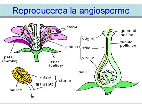 caracteristica succinta  angiospermelor prezentatsiya onlayn