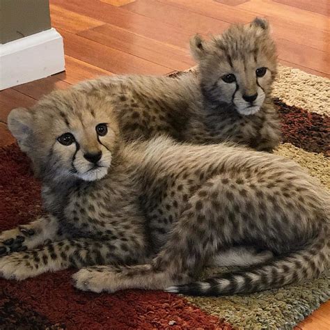 meet baby cheetahs  newest additions   wild animal park
