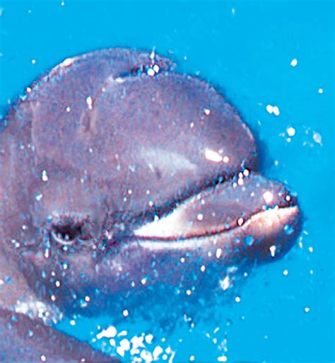 dolphin calf  oz ml