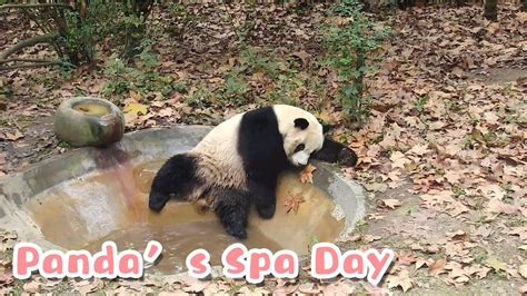 panda   born  enjoy  spa day ipanda youtube