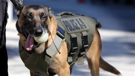 for miami s k9 cops bullet proof vests could be life