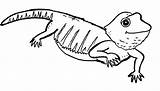 Lagarto Lizard Colorir Bearded Lagartos Imprimir Pequeno Salamander Animalplace Dragoart Tudodesenhos Poncho Pintarcolorear sketch template