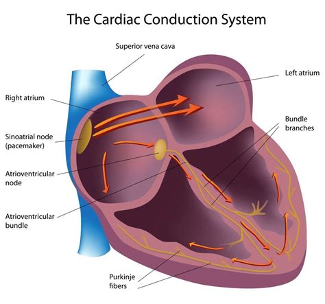 expert corner normal heart rhythm and the electrical