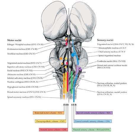 neurophysiology   cranial nerve nuclei biology stack exchange