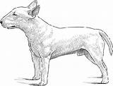 Bull Terrier Staffordshire sketch template