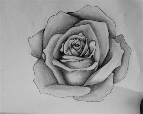 drawings  roses easy rose drawing outline inspires  explore jpg
