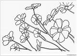 Coloring Pages Flowers Flower Cosmos Printable Nature Kids Adults Chinese Color Drawings Drawing Google Getdrawings Online Plant Garden Choose Board sketch template