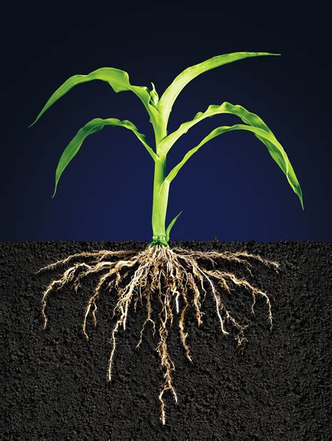 corn plant root systems behance