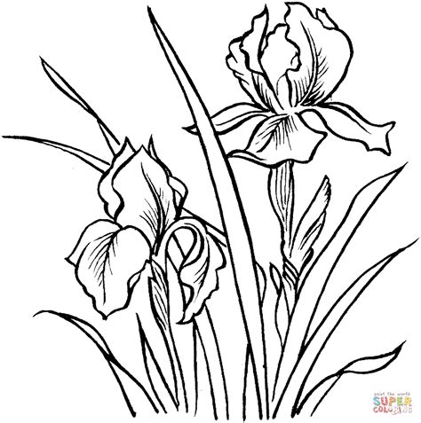 irises super coloring printable flower coloring pages printable