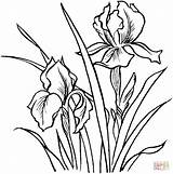 Iris Coloring Flower Irises Drawing Drawings Pages Line Flowers Draw Coloriage Getdrawings Clip Printable Super Daffodil Pyrography Patterns Para Pencil sketch template