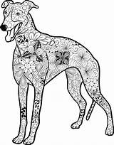 Ausdrucken Hund Galgo Malvorlage Gratis Mandalas Malvorlagen Malen Kostenloses Mops Greyhound Hunden Animal Welpen Dalmatiner Dackel sketch template