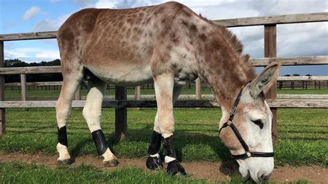 mammoth endangered donkey stallion welcomed  ai centre horse hound