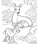 Coloring Nature Animals Pages Backyard Books Kids Animal Printable Wild Sheets Deer Colouring Hubpages Color Book Adult Et Family Doe sketch template
