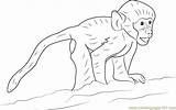 Baboon Coloring Happy Baby Pages Coloringpages101 sketch template