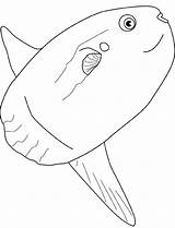 Sunfish Coloring Ocean Drawing Drawings Mola Pages Printable Whale Getdrawings sketch template