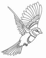 Burung Merpati Sketsa Pelajarindo Hantu Merak Kakak Terhadap sketch template