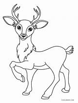 Hirsch Deer Deers Malvorlage Cool2bkids sketch template