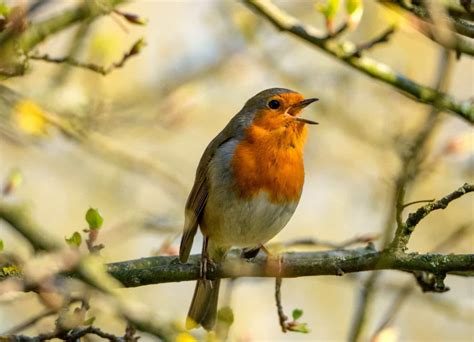 songbirds singing loud  lockdown