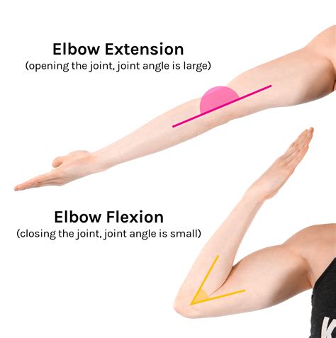 flexion extension  detail tom morrison