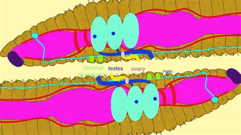 worm reproductive system toxoplasmosis