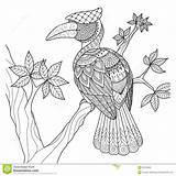 Zentangle Hornbill Albero Bucero Uccello Decorazioni Boekt Kleuren Decoratie Ontwerp Progettazione Impressionante Designlooter sketch template