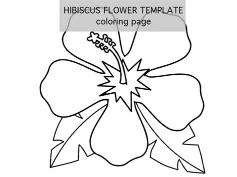 hibiscus flower template printable coloring page
