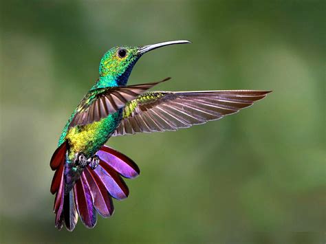 hummingbirds change color birdwatching buzz