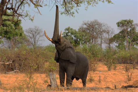 10 Extraordinary Facts About Elephant Trunks