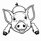 Pigs Piglet Piglets Porcelet Ferkel Schwarzweiss Svartvit Dorf Snout Biggetje sketch template