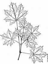 Maple Coloring Tree Pages Printable Recommended Getcolorings sketch template