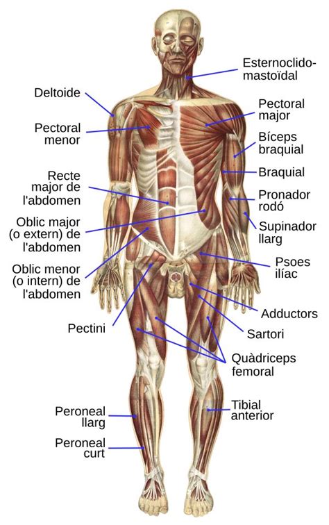 menselijk lichaam wikikids menselijk lichaam het menselijk lichaam lichaam